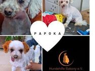 PAPOKA PP Bestager sucht seine Familie - Neustadt (Rübenberge)