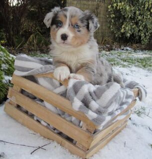 Mini Aussie Welpen Miniatur Australian Shepherd Welpen Welpe