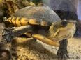 Verkaufe eine Kinosternon leucostomum Wasserschildkröte in 86444
