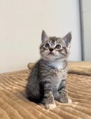 Süße Baby Katze/Kitten in 53913