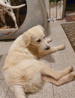 Neve - Mönchengladbach