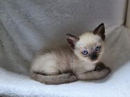 Main Coon Mix Kitten - Frankenthal (Pfalz) Zentrum