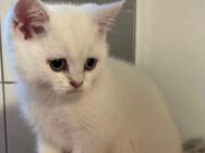 BKH sofort Abgabe bereit !!! Cream Beige 1 Kater noch - Georgsmarienhütte