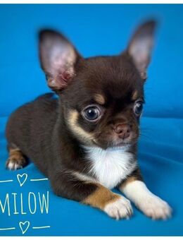 Süßer Chihuahua Rüde in Traumfarbe schoko mit Zubehör - Türkheim
