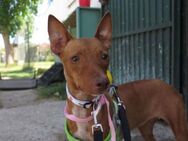 Sanftes Podenco Mädchen sucht Liebe - Hausen (Würzburg)