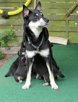 Finnische Hütehund Welpen ( Lapinporokoira) - Blankensee (Landkreis Vorpommern-Greifswald)
