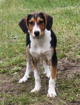 Mia - Körbchen zum Träumen gesucht - Elmshorn