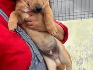 💙 Lupin sucht Anschluss💙NOTFALL - Eislingen (Fils)