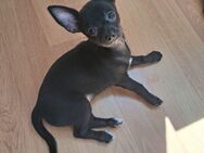Chihuahua Welpe geboren am 13.04.25 Sofort Abgabe bereit - Gelsenkirchen Resse