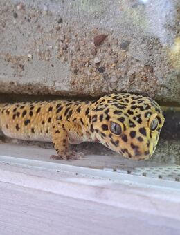 Leopardgeckos mit/ohne Terrarien männlich/ weiblich - Potsdam