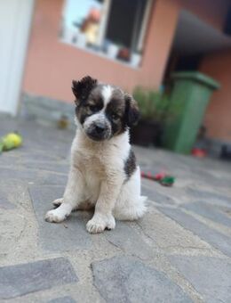 Xira❣️ Armes Seelchen sucht das Glück - Spenge