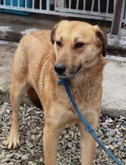 Kiyuga - menschenbezogen u. kinderlieb - Lohra