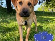 Edo ein Hund zum lieb haben - Mannheim