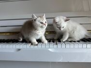 Katzen BKH Kitten Reinrassige Britisch Kurzhaar Katzenbabys - Oberasbach