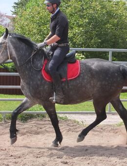 Polnischer Warmblutwallach - Buttstädt