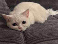 Bkh Kater weiß - Wiesbaden Erbenheim