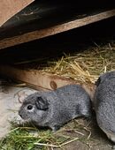 Meerschweinchen Weibchen in 90556