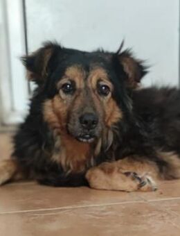 🆘Sanfter Luca in Not🆘 - Eislingen (Fils)