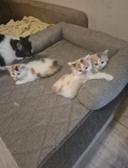 Main coon- Bkh Mischlinge suchen ihr neues Zuhause - Ganderkesee