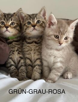 BKH Kitten - Remseck (Neckar)