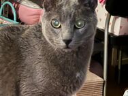 Russisch Blau Mix Kater 5.5 Jahre kastriert/geimpft/gechippt - Berlin