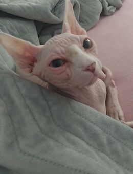 sphynx Kater sucht Zuhause - Dortmund