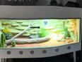 Zwergbartagame Jungtier + Reptilien Terrarium Lucky Reptile Furni 120x50x50cm in 46045