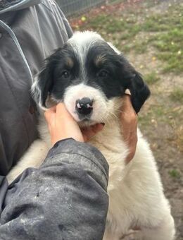 Bommel - niedliches Welpenmädchen - Hamburg