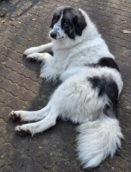 Tori Die Hündin, die mit ihrem Lächeln - Kissing