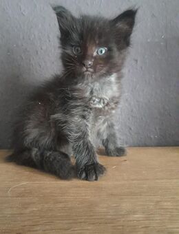 Maine Coon Katerchen in black mit Stammbaum - Murrhardt