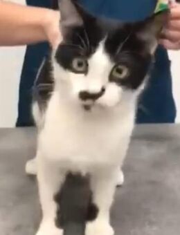 Maikey sucht ein Zuhause - Esslingen (Neckar)