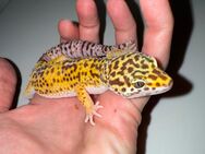 1.0 Red Dymont Leopardgecko Männchen Enz 24 abzugeben - Emsdetten
