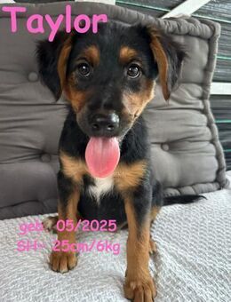 Taylor unsere Kuschelprinzessin - Rinteln