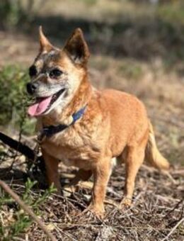 Sushi sucht liebev. Seniorenplätzchen - Untergruppenbach