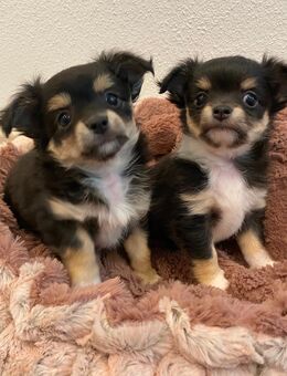 Chihuahua Welpen Langhaar reinrassig suchen liebevolles Zuhause - Lanitz-Hassel-Tal