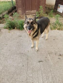 Jerry BE Freundlicher Ex-Wachhund - Neustadt (Rübenberge)