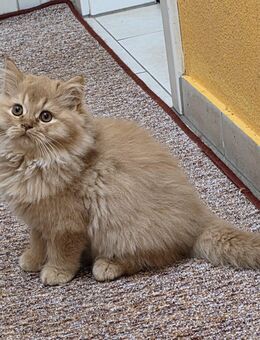 Britisch Langhaar Kater Rot -BLH - Plochingen