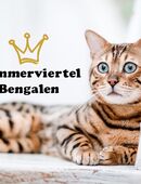 Prince Simba Bengal Deckkater ( Snow Träger) in 47137