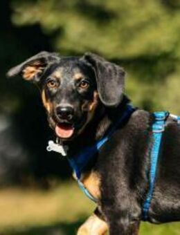 Fröhlicher Ringo sucht perfektes Zuhause - Duisburg
