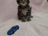 Maine Coon Kitten - Nauort