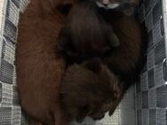 British Kurzhaar Kitten BKH - München Schwanthalerhöhe