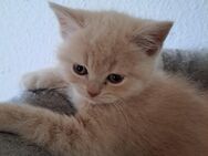 2 bkh kitten noch frei. Stammbaum - Meßkirch