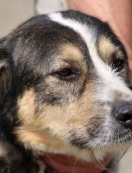 Raquel - verspielt u. sehr zutraulich - Lohra