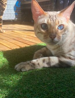 Bengal Kater - Heddesheim