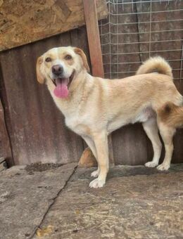 Karl Heinz - lieb, sozial und schüchtern - Rambin