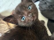 Letztes kitten - Fürth