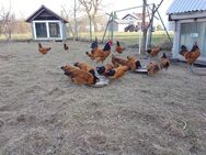 Vorwerkhühner Vorwerk Hühner Eier Bruteier 1,80€ - Ellwangen (Jagst)