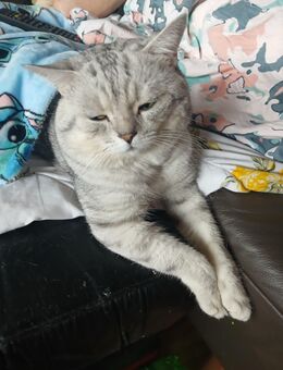 Deckkater BKH - Heilbronn
