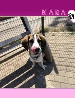 🥰 KARA 2 ❤ - WILLST DU MEINE FAMILIE SE - Alfeld (Leine)