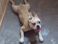 Bella sucht ein neues Zuhause - Allstedt
